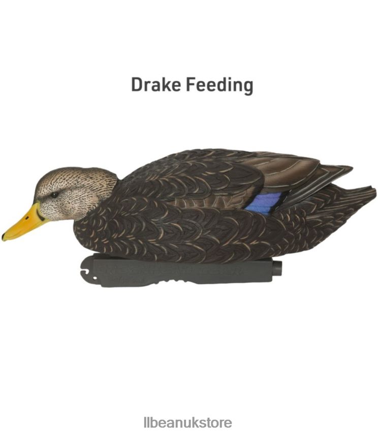 Outdoor Equipment L.L.Bean Avery Pro-Grade Decoys 6-Pack Black Duck Unisex 0VRR662307